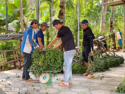 Niềm vui của người trồng cau