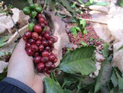 Cà phê có giá, nông dân lắp 10 camera canh vườn