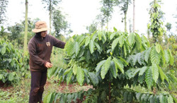 Cư Pơng về đích