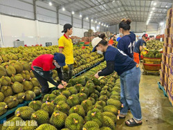 Huyện Krông Búk: Phát triển sầu riêng theo hướng bền vững