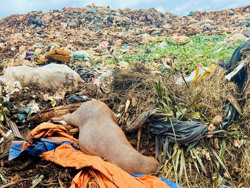 Đắk Lắk: Thực trạng ô nhiễm rác thải ở thị trấn Phước An