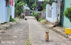 Cần xử lý nghiêm tình trạng nuôi chó thả rông