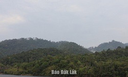 Hơn 468 tỷ đồng đầu tư hỗ trợ sinh kế người dân và quản lý bảo vệ rừng