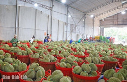 Xây dựng thương hiệu trái cây địa phương: Nhìn từ huyện Krông Pắc