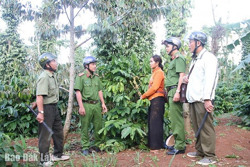 Nạn trộm cà phê - mối lo trong mùa thu hoạch