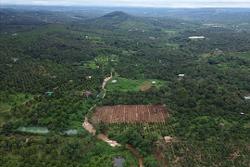 Đắk R'lấp tối ưu hóa năng suất, chất lượng cà phê