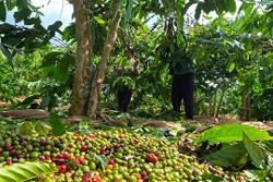 Nhiều nông dân Đắk Nông nôn nóng thu hoạch cà phê