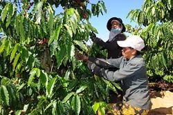 Cà phê có nguy cơ giảm cung và cơ hội lớn cho Đắk Nông