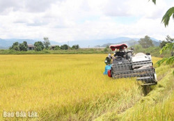 Nâng cao thu nhập nhờ liên kết sản xuất