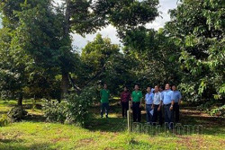 Cách chăm sóc sầu riêng trong mùa khô