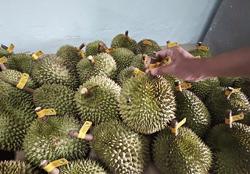 Sầu riêng Việt “một mình một chợ”, giá cao ngất ngưởng