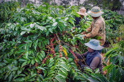 Đắk Nông nâng cao giá trị cà phê từ sản xuất hữu cơ