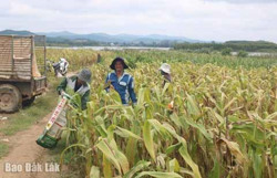 Sau sắp xếp, huyện Krông Bông có 13 đơn vị hành chính cấp xã