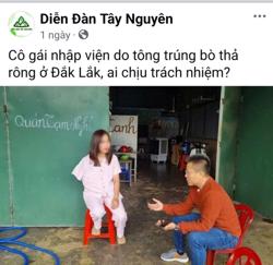 Phân định trách nhiệm vụ cô gái 26 tuổi bị bò tông trúng
