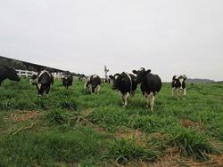 Giảm phát thải ngành chăn nuôi, cách nào?