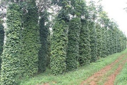 Vùng trọng điểm hồ tiêu Đắk Nông hướng đến giảm phát thải