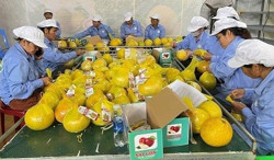 Kỳ tích mới của ngành rau quả