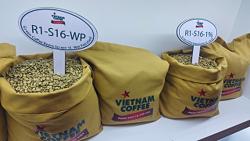 Chuyện lạ giữa mùa cao điểm thu hoạch cà phê