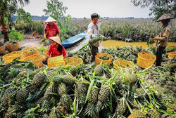 Tất bật vụ trái cây Tết