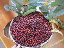 Giá cà phê lại tăng dựng đứng