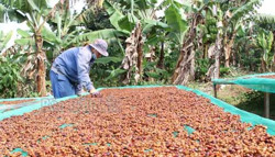 Đắk Lắk sẽ tổ chức Hội nghị giao thương quốc tế - Kết nối, nâng tầm cà phê Việt