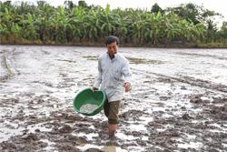 Vì sao áp thuế GTGT 5% lại tạo điều kiện giảm giá phân bón?