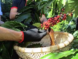 Đâu là nguyên nhân đẩy giá cà phê lên cao?