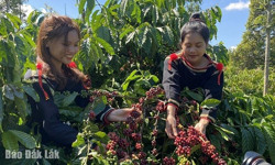 Lợi ích "kép" từ du lịch - nông nghiệp