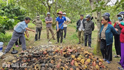 Từ những lớp tập huấn kỹ thuật nông nghiệp