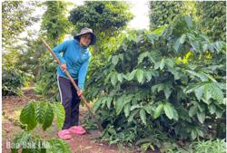 Tín dụng chính sách xã hội: "Điểm tựa" cho người nghèo ở thị xã Buôn Hồ