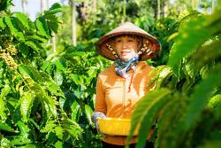 Giá vàng miếng và vàng nhẫn đồng loạt tăng