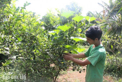 Hiệu quả từ phát triển mô hình kinh tế vườn rừng