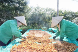 Cà phê đặc sản Việt Nam: Không ngừng khẳng định vị thế