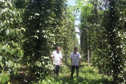 Quỹ đạo mới của thị trường nông sản ở Đắk Nông