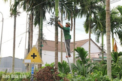 “Mặc giáp” cho cau để chống... trộm