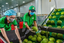 Xuất khẩu rau quả tiếp đà tăng trưởng