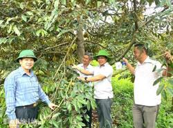 Cư M’gar hướng đến nền nông nghiệp bền vững