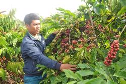 Những nút thắt trong tái cơ cấu nông nghiệp Đắk Nông