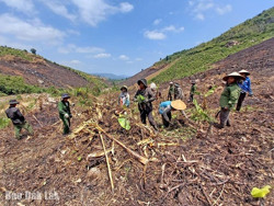 Quyết liệt thu hồi đất lâm nghiệp bị lấn, chiếm