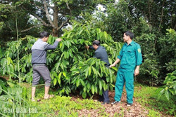 Huyện Krông Búk: Hướng đến canh tác cà phê bền vững