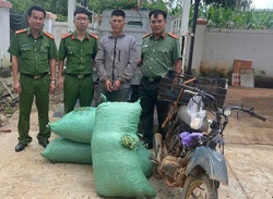 Đắk Nông: Đối tượng nghiện ma túy hái trộm cà phê bán lấy tiền tiêu xài