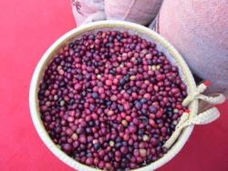 Giá cà phê hôm nay 10-12: Giá thế giới bật tăng, Việt Nam không lo rớt giá