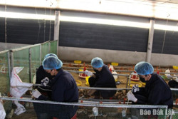 Chủ động các giải pháp phòng, chống cúm gia cầm ở động vật