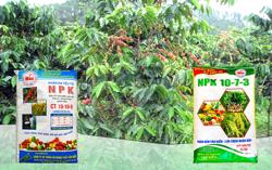 Hướng dẫn bón phân Văn Điển cho cây cà phê Tây Nguyên giai đoạn cuối vụ