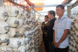 Phát triển nghề trồng nấm ở Quảng Điền
