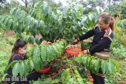 Phát triển hợp tác xã nông nghiệp gắn với chuỗi giá trị sản phẩm