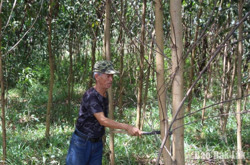 Huyện M’Drắk: Giảm được 1.838 hộ nghèo và cận nghèo