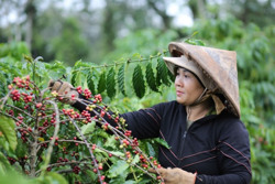 Ổn định lao động mùa thu hoạch cà phê