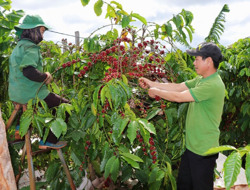 Vươn lên làm kinh tế giỏi từ mô hình nông nghiệp tổng hợp