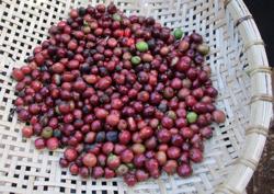 Giá cà phê hôm nay 14-12: Đoán sai giá, nhiều nhà buôn “hú hồn”